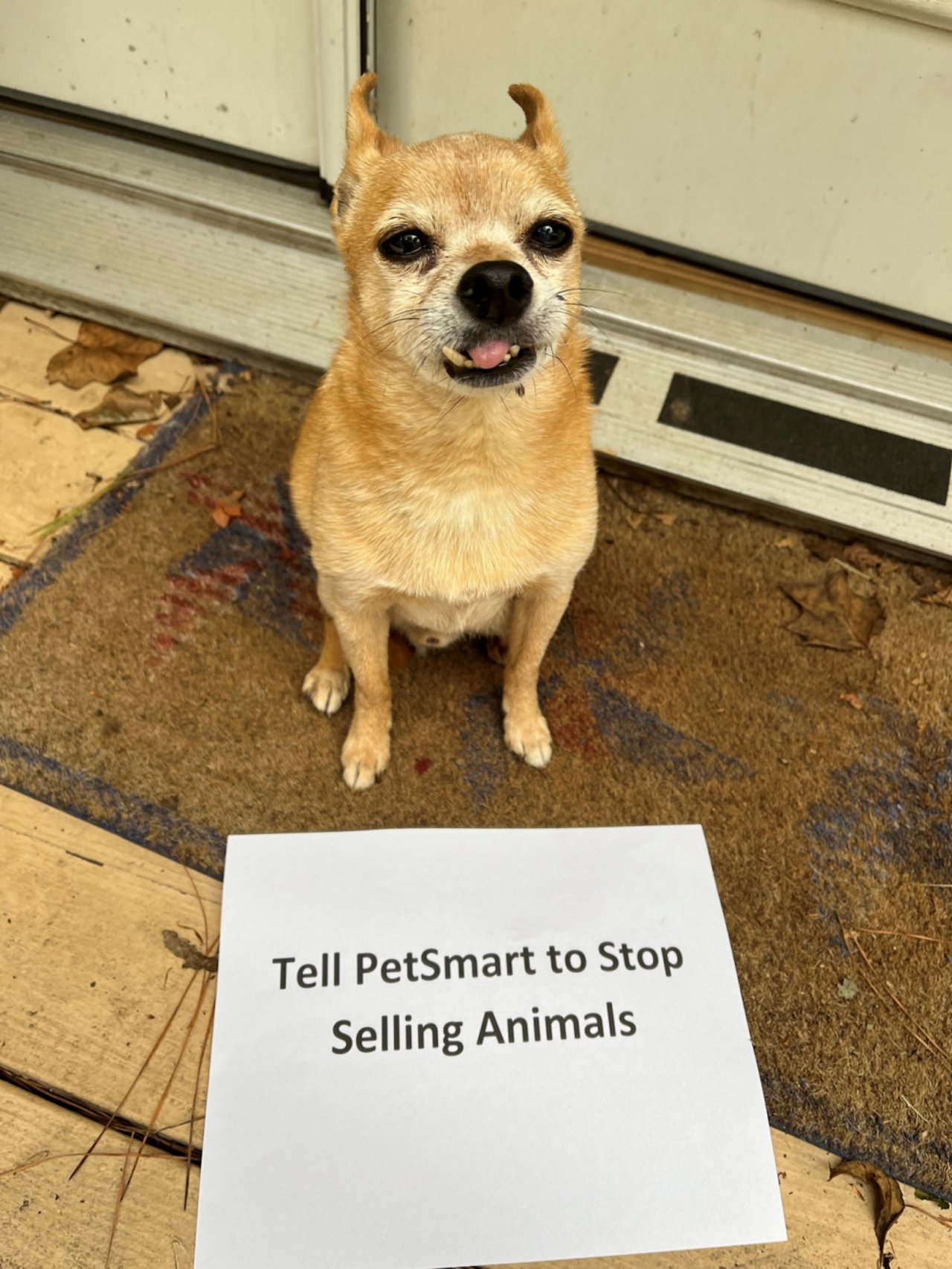 a photo of a dog with a PetSmart sign