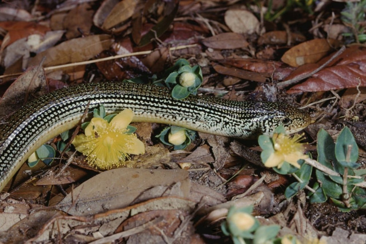 eastern glass lizard, a legless lizard