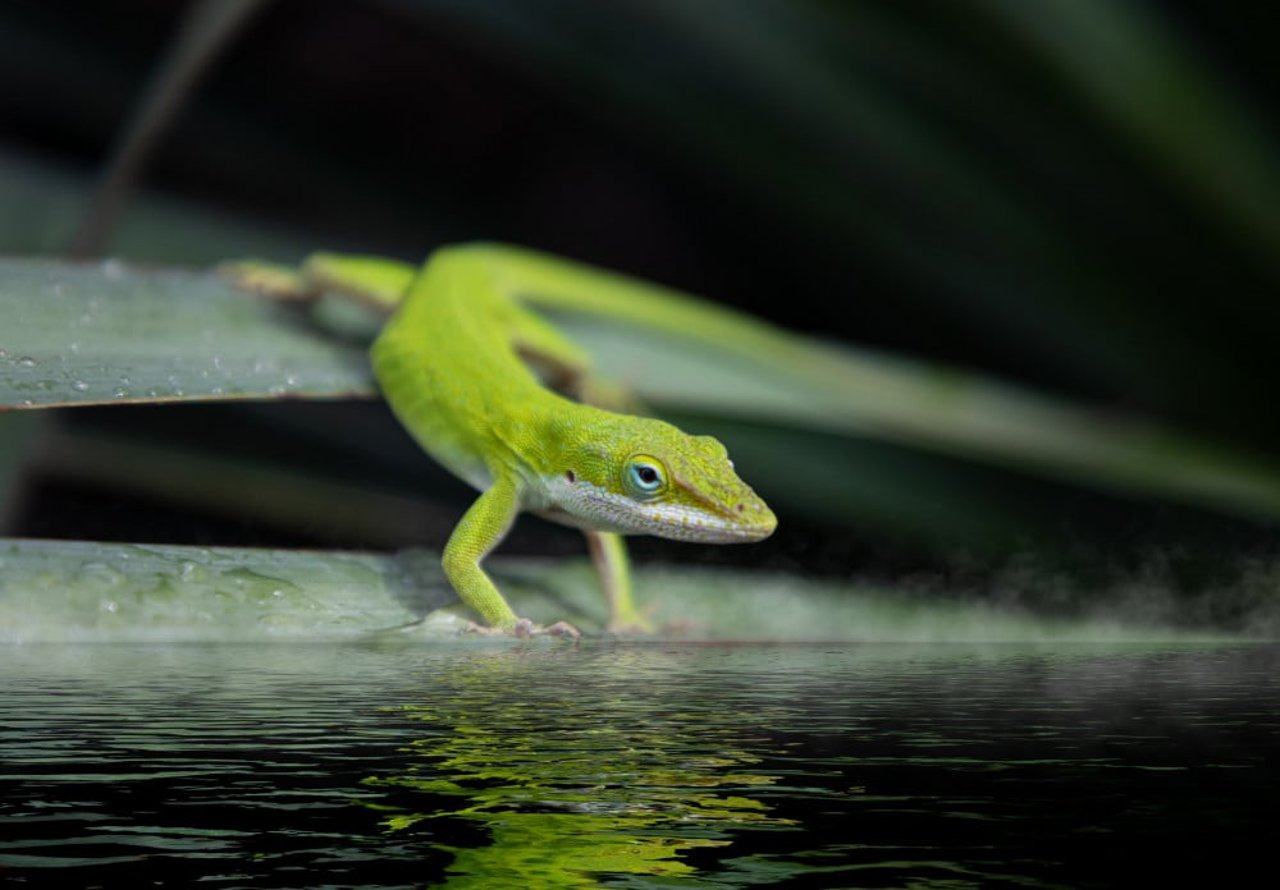 anole lizard entering the water