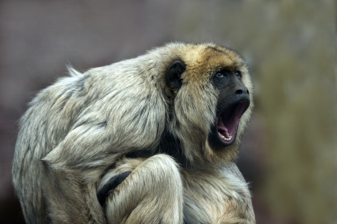 female howler monkey