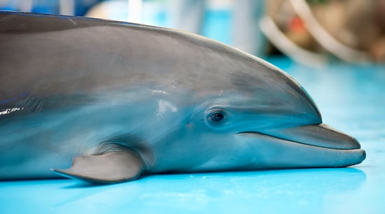 Sad dolphin beached in captivity.