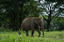 elephant, Thailand