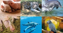 A collage of animal photos.