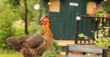 Victory for laying hens in Oregon