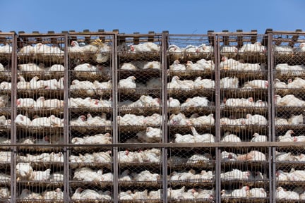 Chickens in transport to a factory farm.