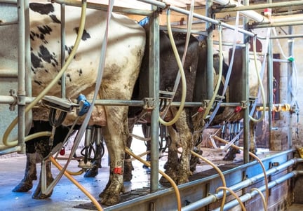 Cows getting milked on a factory farm.