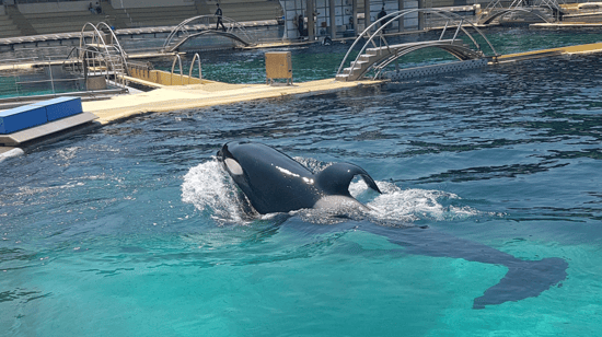 Orca in captivity.