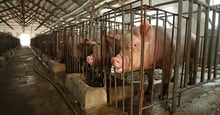 Pictured: Female breeding pigs kept in sow stalls